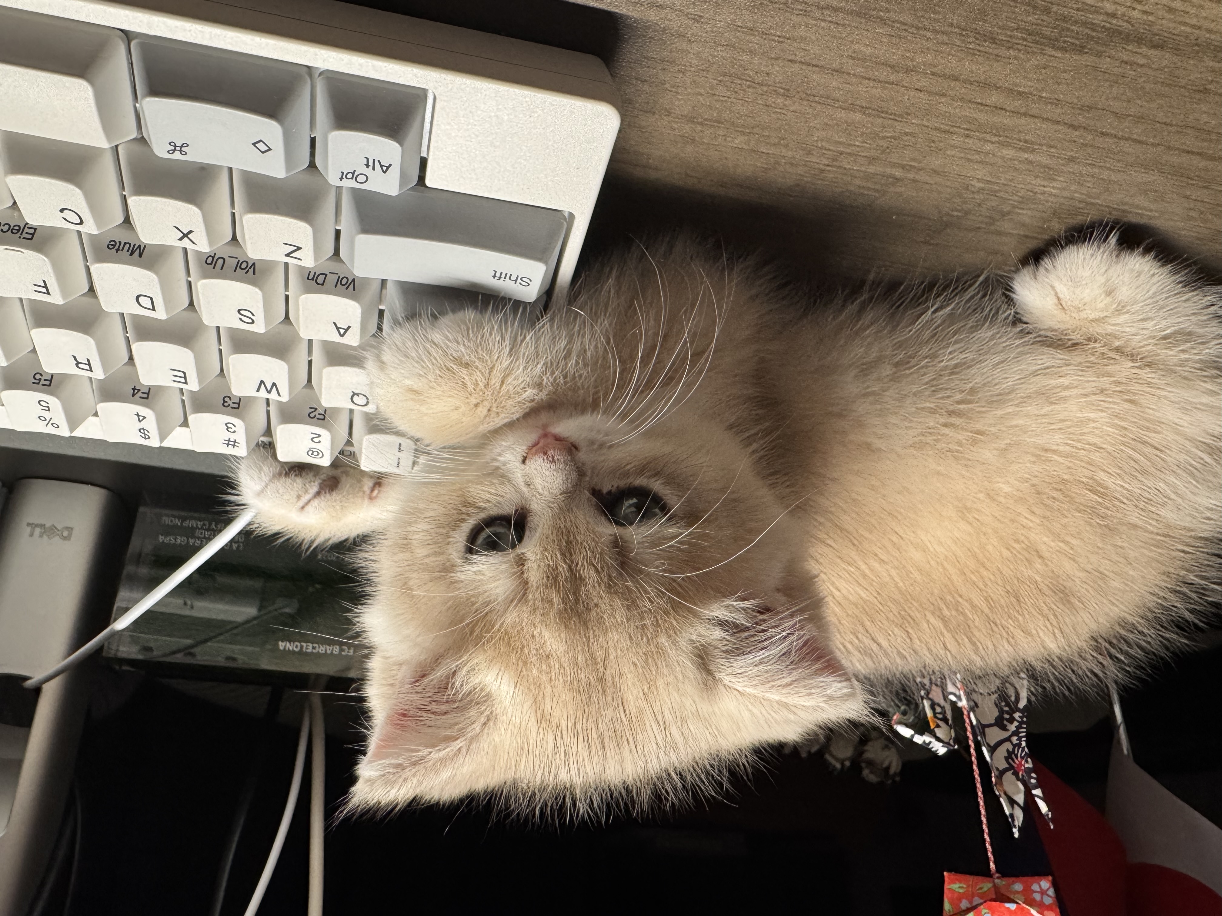 エンジニア🧑‍💻