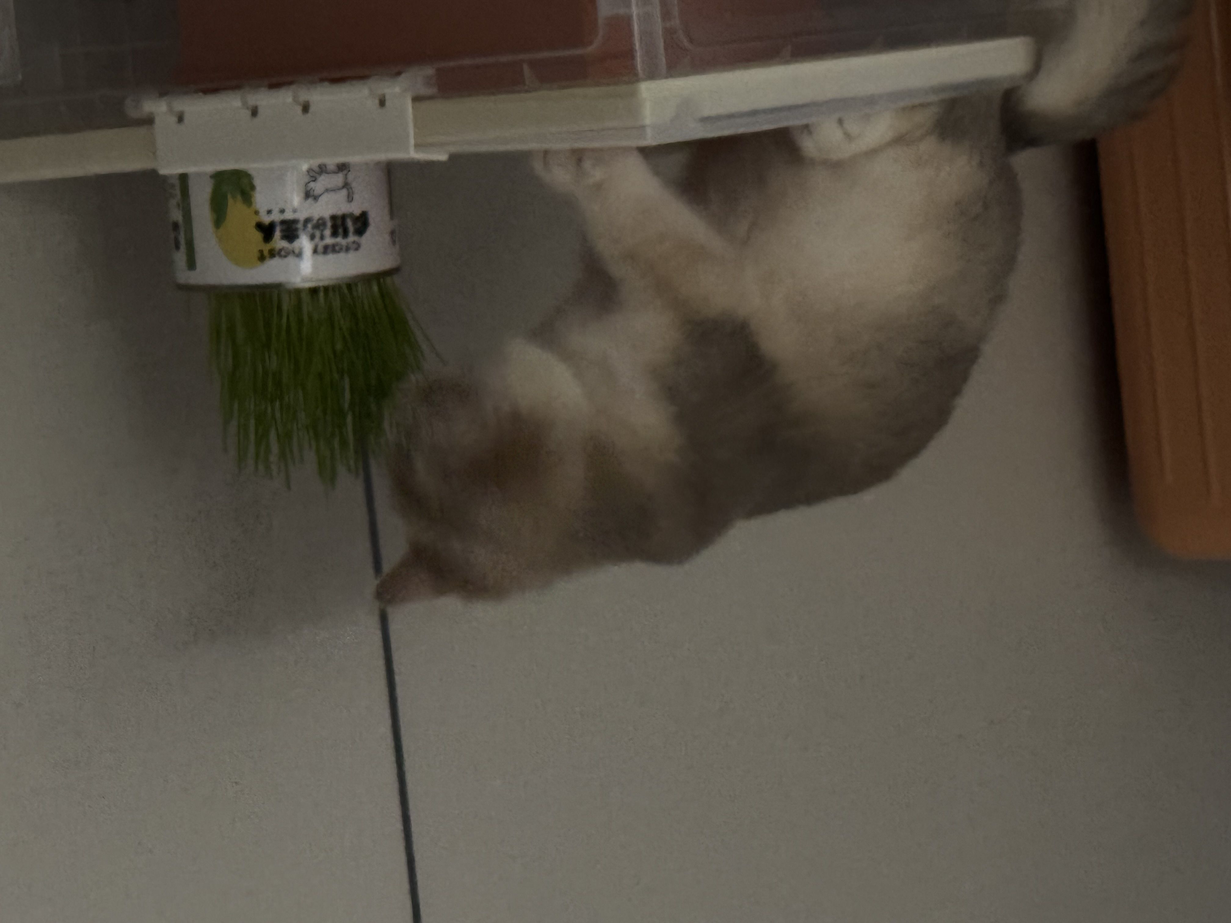Eating cat grass