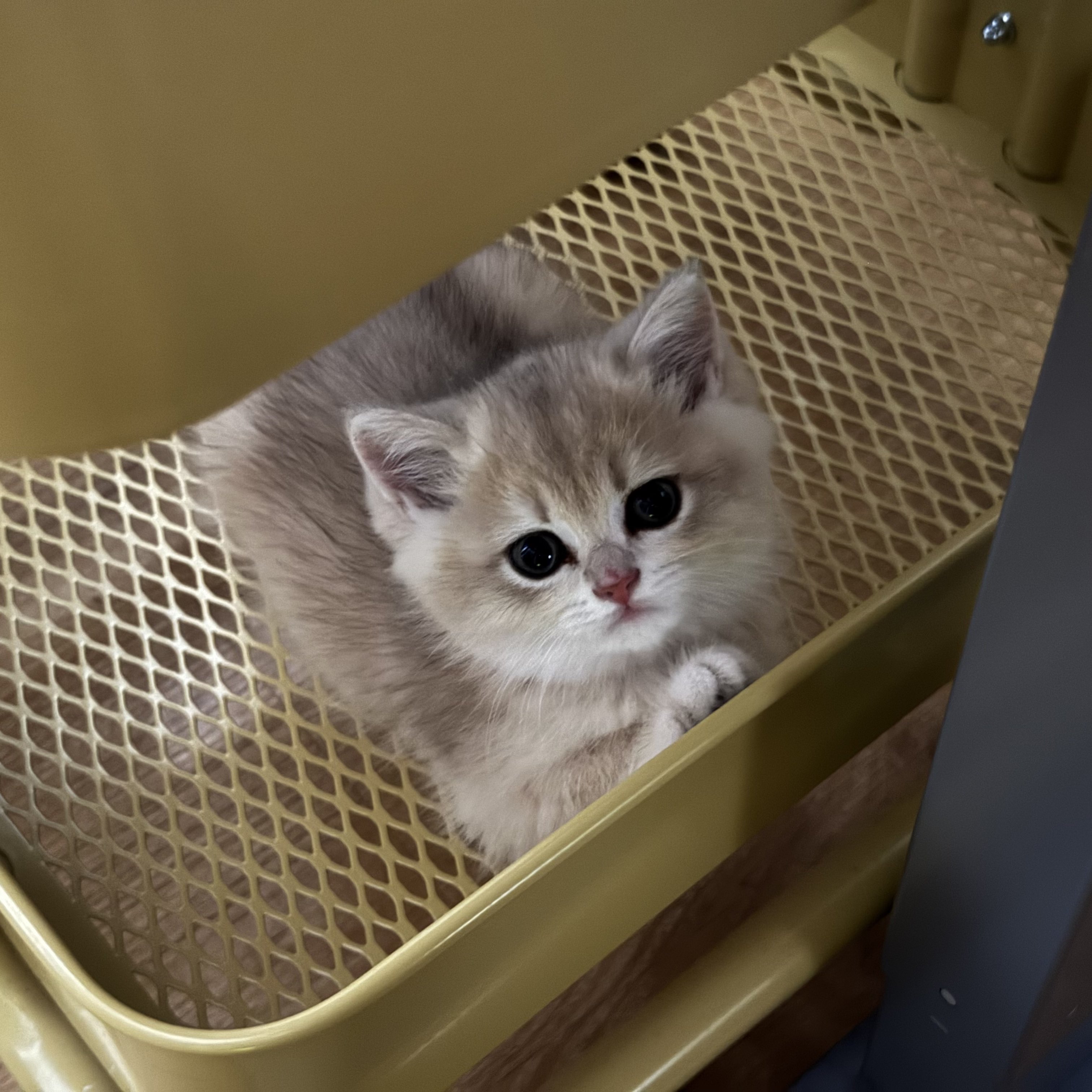 Lying on the trolley. 🐱